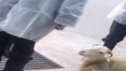 Aktivistlerden veterinerlik fakültesine baskın