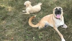 İki ayağını kaybeden köpek zorlu süreci atlattı