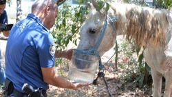 İşkence edilen at tedavi altına alındı