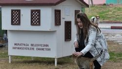 Sokak kedilerine minyatür konak