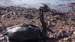 İzmit Körfezi’nde yakıt sızıntısı felaketi