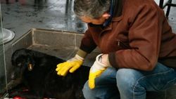 Şehit polis Fethi Seki'nin köpeği
