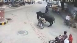 Bufalo motosiklet sürücüsünü bayılttı