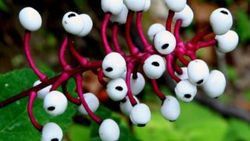 Actaea Pachpoda nedir