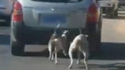 Köpeklerini arabaya bağlayıp koşturdu