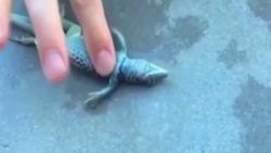 Kertenkeleye kalp masajı yaptı