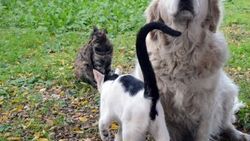 Anneleri telef olan kedilere köpek sahip çıktı