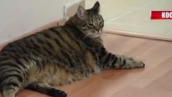 Diyetisyene giden obez kedi