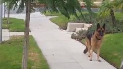 Sahibini göremeyen köpeğin panik anları