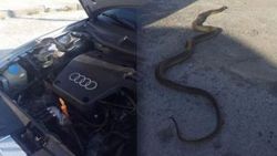 Bolu'da otomobilin motoruna yılan girdi