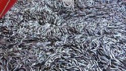 Kastamonu'da bir gecede 500 ton hamsi avlandı