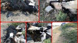 Köpeği vahşice katlettiler