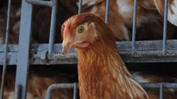 İsviçre'den tavuklara kümes hapsi