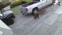 Sahibinin elinden kurtulan iki pitbull kediyi parçaladı