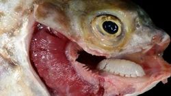 Cymothoa exigua nedir