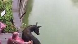 Çin'de eşeği kaplanlara yem ettiler