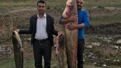 Ağrı'daki Aras nehrinde dev balık oltaya takıldı