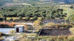 Şarköy'de kesilen zeytin ağaçlarının yerine siteler geldi