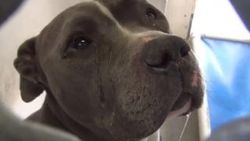 Barınağa bırakılan köpek terk edilince ağladı