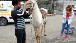 Gaziantep'te işkence edilen at ölüme terk edildi
