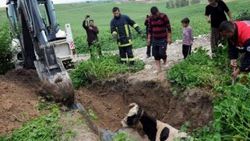 Kuyuya düşen inek kurtarıldı