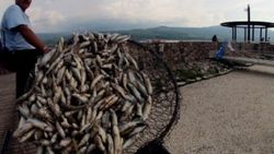 Meksika'da 25 ton balık gölün yüzeyini kapladı