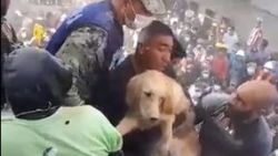 Meksika'da depremin ardından enkaz altında kalan köpek
