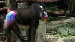 Mandril nedir