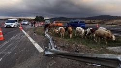 Bolu'da büyükbaş hayvan yüklü TIR devrildi