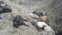 Batman’da 35 keçi kayalıklardan atladı