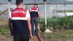 Sarıyer'de organik tarım adı altında hint keneviri üretimi