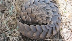 Pangolin nedir