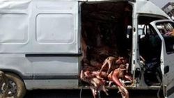 Kaza yapan minibüsten kaçak et çıktı