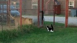 Aslana kafa tutan cesur kedi