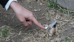 Çocuk parkında dehşete düşüren hayvana işkence kalıntısı