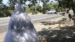 Ağaca asılı gelinliği görenler şaşırdı