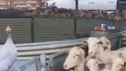 Kendini köpek zanneden tavuk