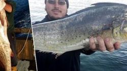 Marmara'da sarıağız ve lambuka balıkları yakalandı