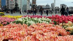 İBB, Taksim Meydanı'nı lalelerle süsledi