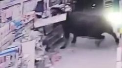 Çin'de boğa dehşeti