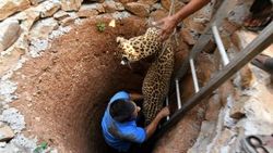 Hindistan'da leopar kurtarma operasyonu