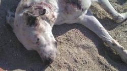 Sokak köpeği av tüfeğiyle vurularak yaralandı