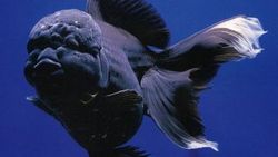 Black Oranda Goldfish nedir
