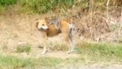 Malezya'da bir köpek minik maymunu evlat edindi
