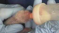 Annesinin emzirmediği yavru panda öldü