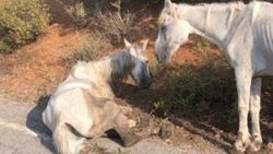 Büyükada’da bulunan yaralı atın hali yürekleri burktu