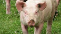 Dünyaca ünlü markanın domuz derisinden ayakkabısına tepki