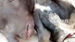 Kafası file benzeyen köpek yavrusu doğdu