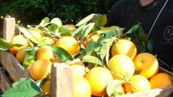 Güney Afrika'da çiftlik işçisi portakalla infaz edildi