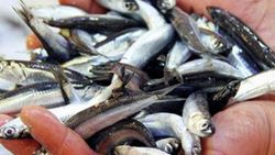 Hamsinin kilosu 20 liraya çıktı